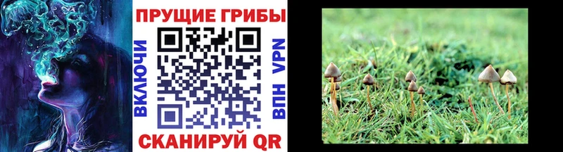Галлюциногенные грибы Psilocybine cubensis Купить где Берёзовский